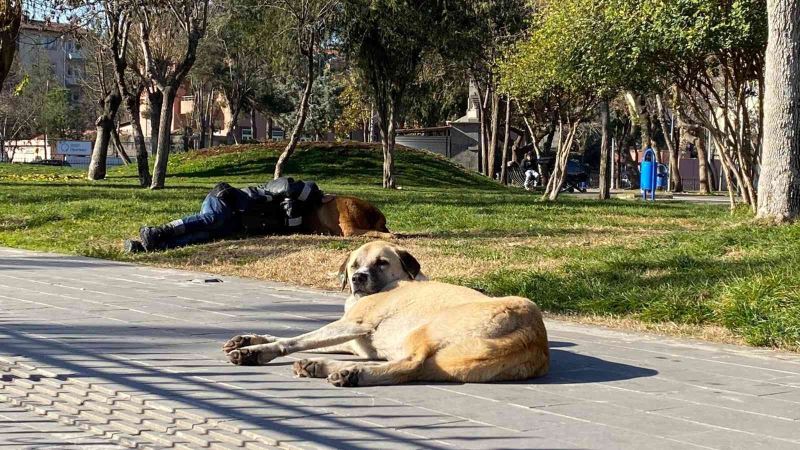 Diyarbakır’da iç ısıtan görüntü: Başını sokak köpeğine yaslayarak uyudu
