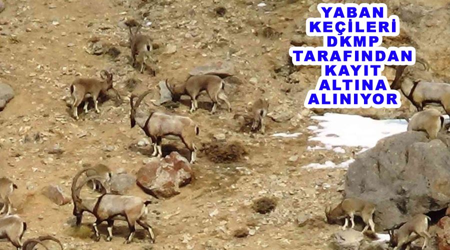 Yaban keçileri DKMP tarafından kayıt altına alınıyor