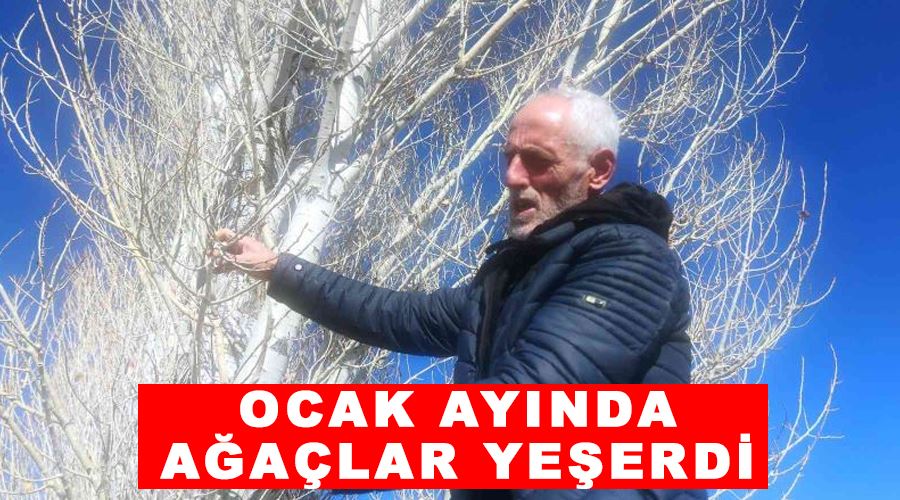Ocak ayında ağaçlar yeşerdi