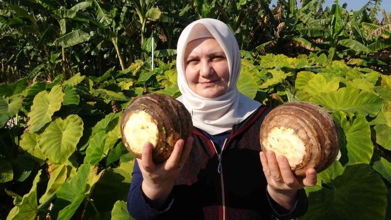 Dönümde 100 bin liraya kadar gelir sağlıyor, üreticiliği yaygınlaşıyor
