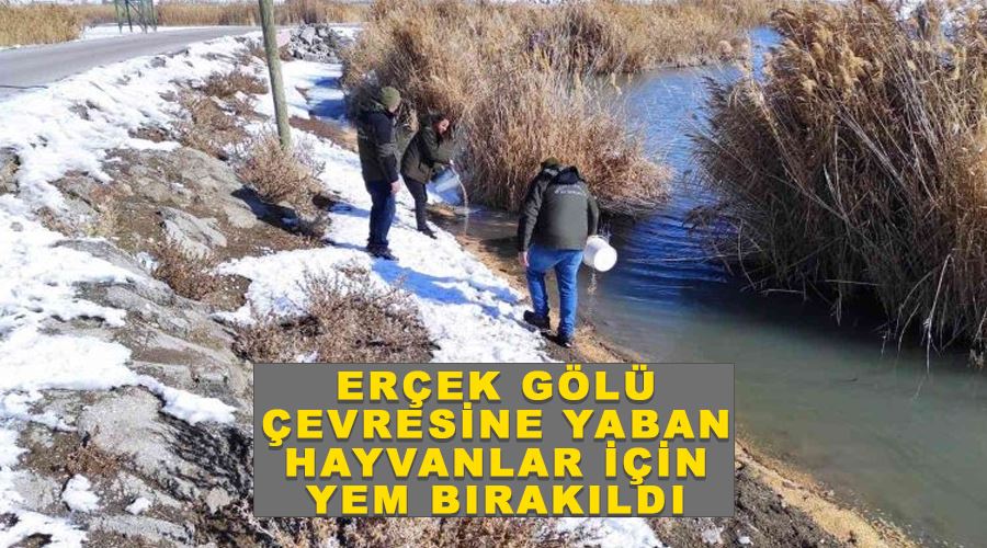 Erçek Gölü çevresine yaban hayvanlar için yem bırakıldı