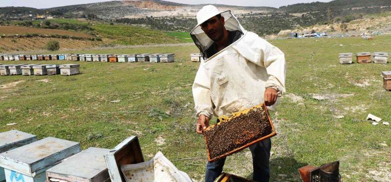 Adana’da bal rekoltesi 12 bin 527 tona çıktı
