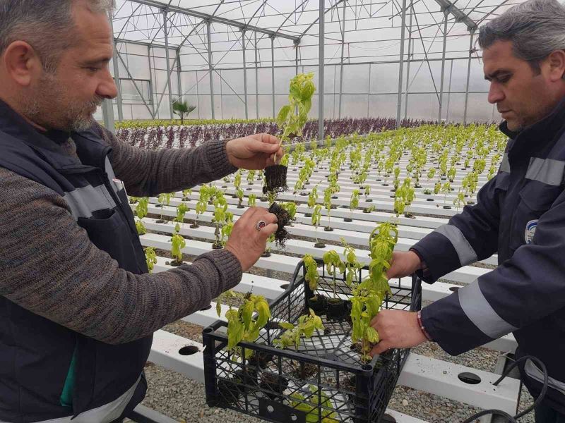 Akuaponik ve hidroponik seralarda üretilen fesleğenler şehri süsledi

