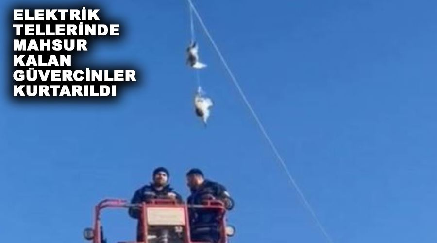Elektrik tellerinde mahsur kalan güvercinler kurtarıldı