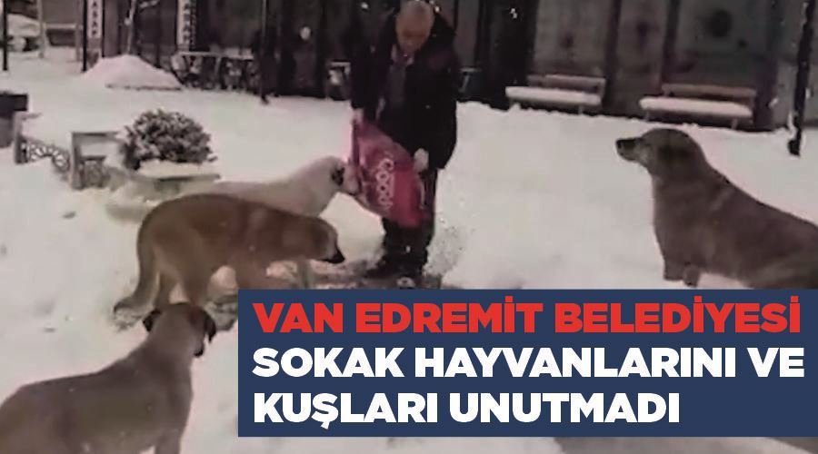 Van Edremit Belediyesi sokak hayvanlarını ve kuşları unutmadı