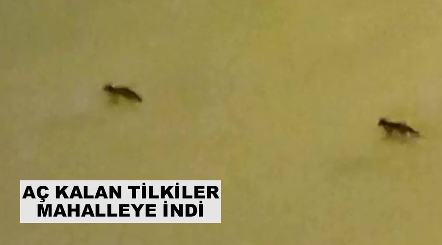 Aç kalan tilkiler mahalleye indi