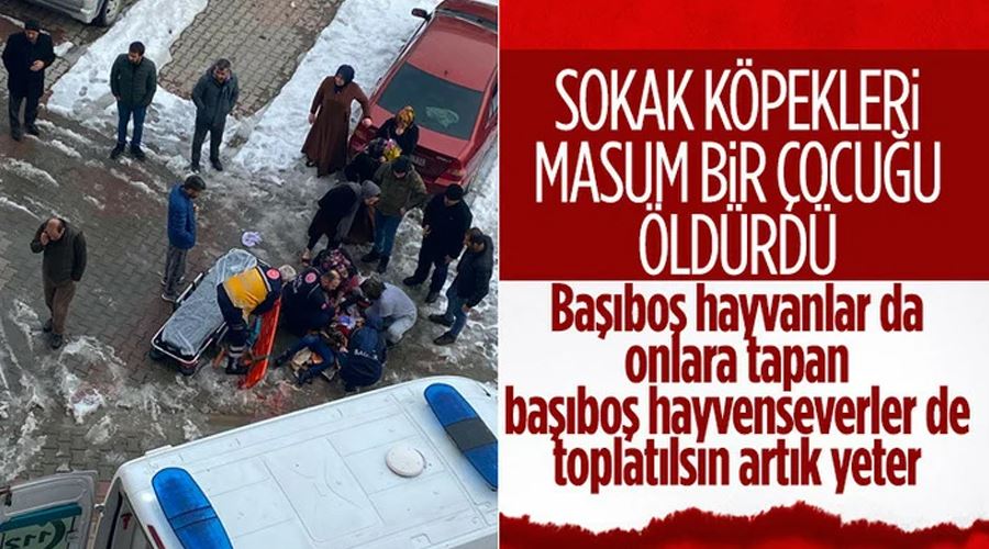 Van’da köpek saldırısına uğrayan küçük çocuk ağır yaralandı