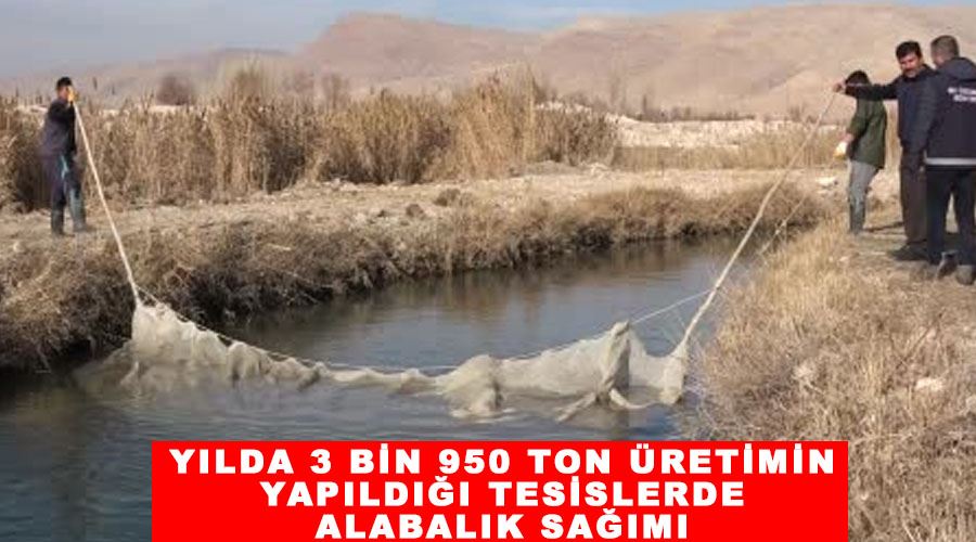 Yılda 3 bin 950 ton üretimin yapıldığı tesislerde alabalık sağımı