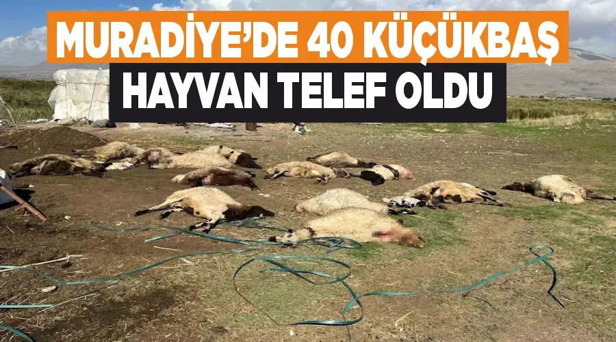 Muradiye’de 40 küçükbaş hayvan telef oldu