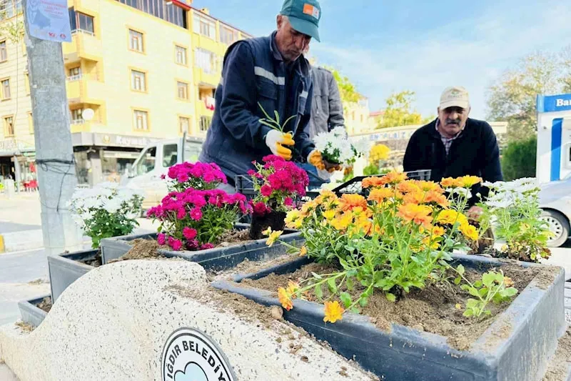 Iğdır mevsimlik çiçekler ile rengarenk