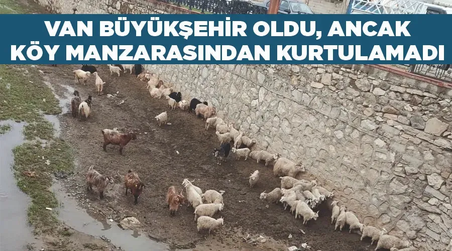 Van Büyükşehir oldu, ancak köy manzarasından kurtulamadı