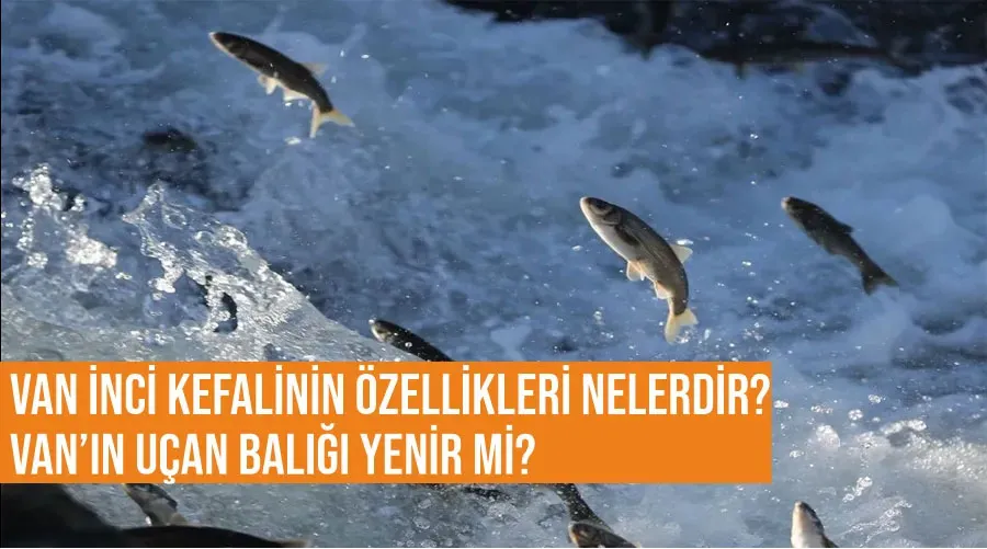 Van İnci Kefalinin özellikleri nelerdir? Van’ın uçan balığı yenir mi?