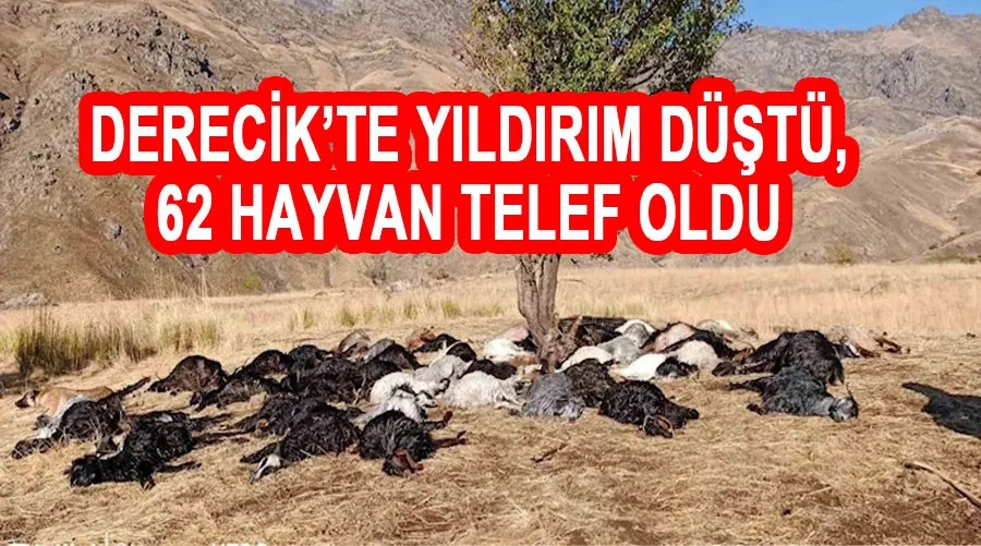 Derecik’te yıldırım düştü, 62 hayvan telef oldu