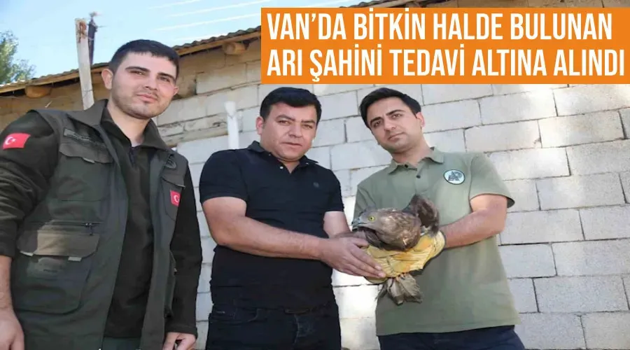 Van’da bitkin halde bulunan arı şahini tedavi altına alındı