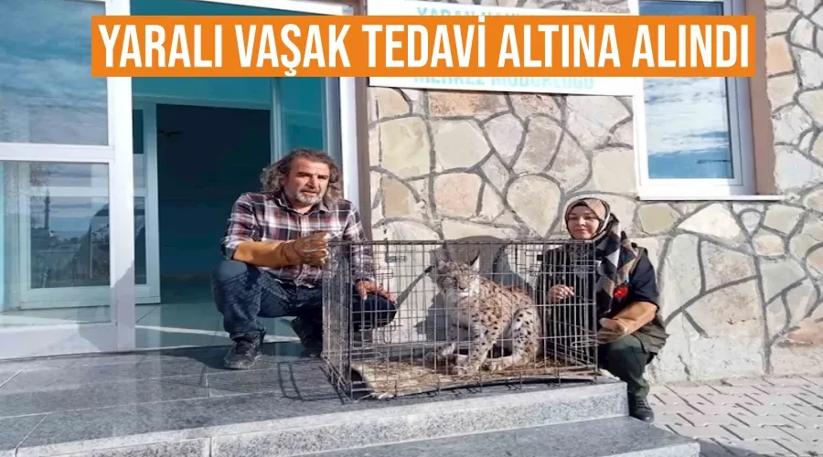 Yaralı vaşak tedavi altına alındı