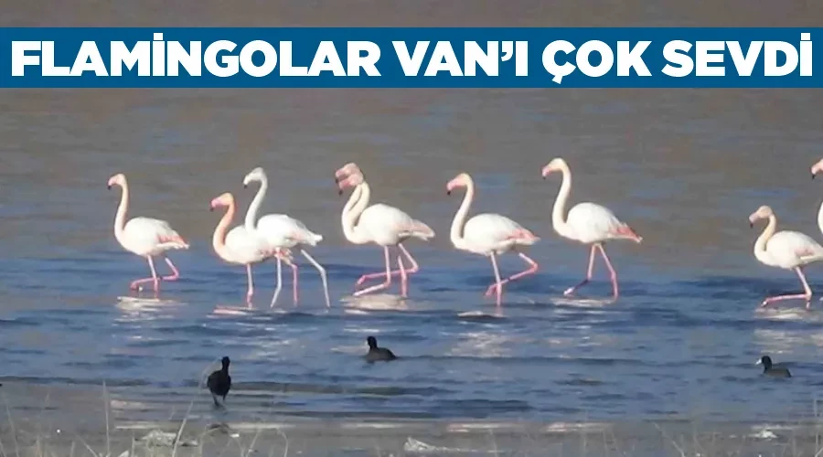 Flamingolar Van’ı çok sevdi