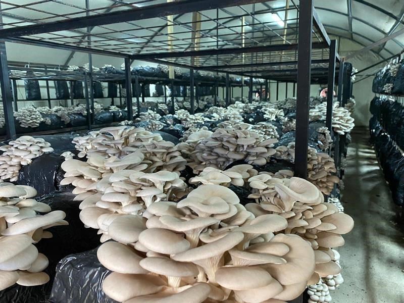 Ordu’da kültür mantarı üretimi yaygınlaşıyor
