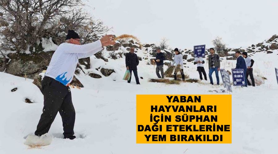 Yaban hayvanları için Süphan Dağı eteklerine yem bırakıldı