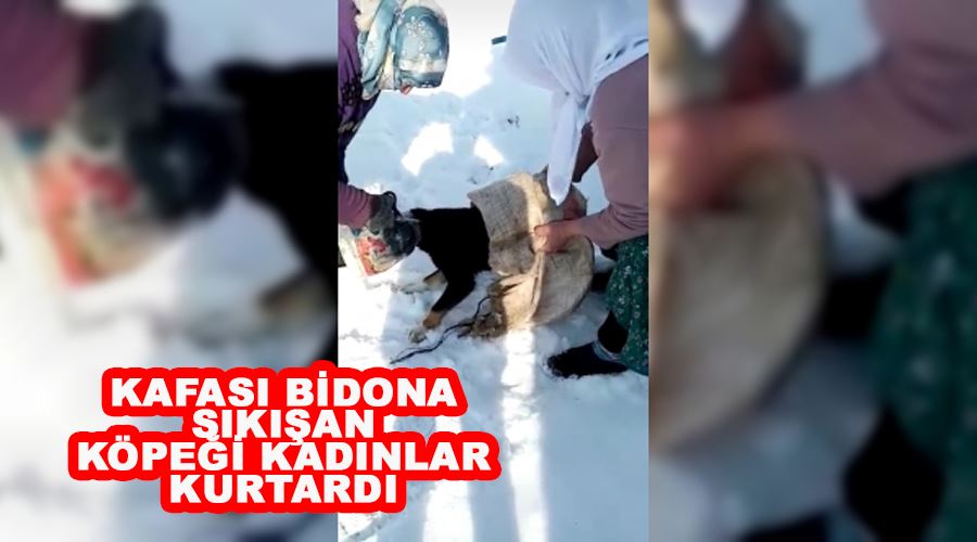 Kafası bidona sıkışan köpeği kadınlar kurtardı