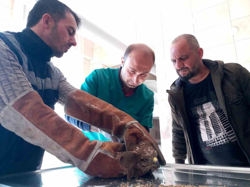 Manisa’da yaralı kızıl şahin tedavi altına alındı
