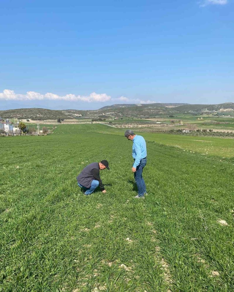 Aydın’da hububat ekili araziler denetlendi
