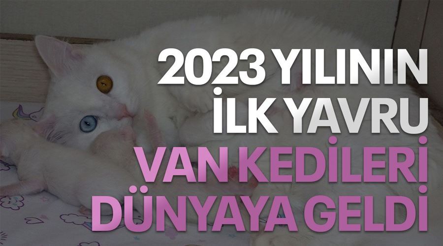 2023 yılının ilk yavru Van kedileri dünyaya geldi