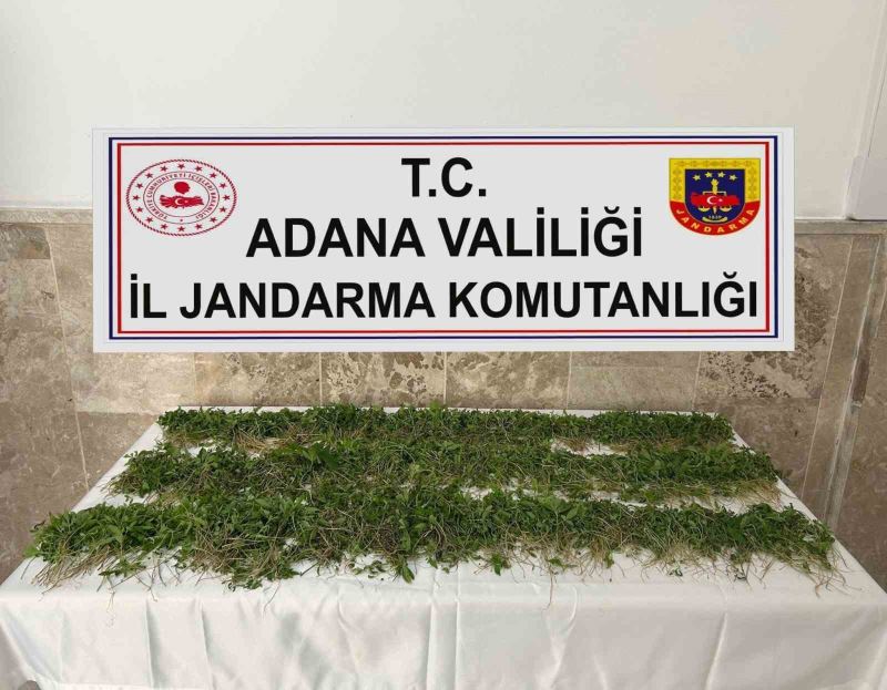 Adana’da 3 bin 250 kök Hint keneviri ele geçirildi
