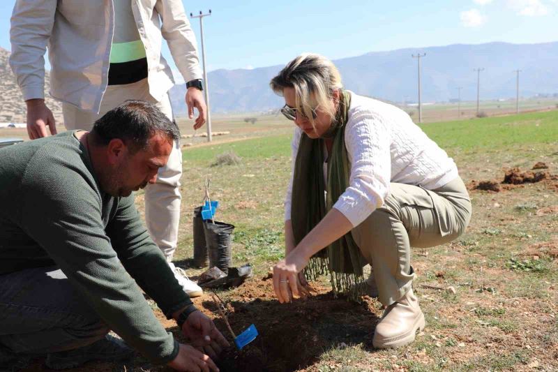 Korkuteli’de antepfıstığı yetiştiriciliği yapılacak
