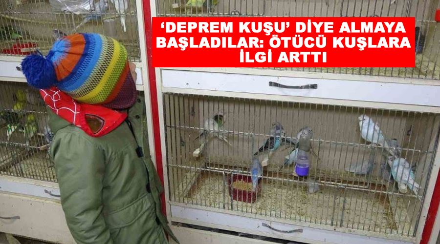 ‘Deprem kuşu’ diye almaya başladılar: Ötücü kuşlara ilgi arttı