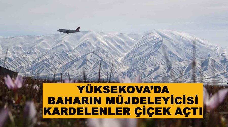 Yüksekova’da baharın müjdeleyicisi kardelenler çiçek açtı