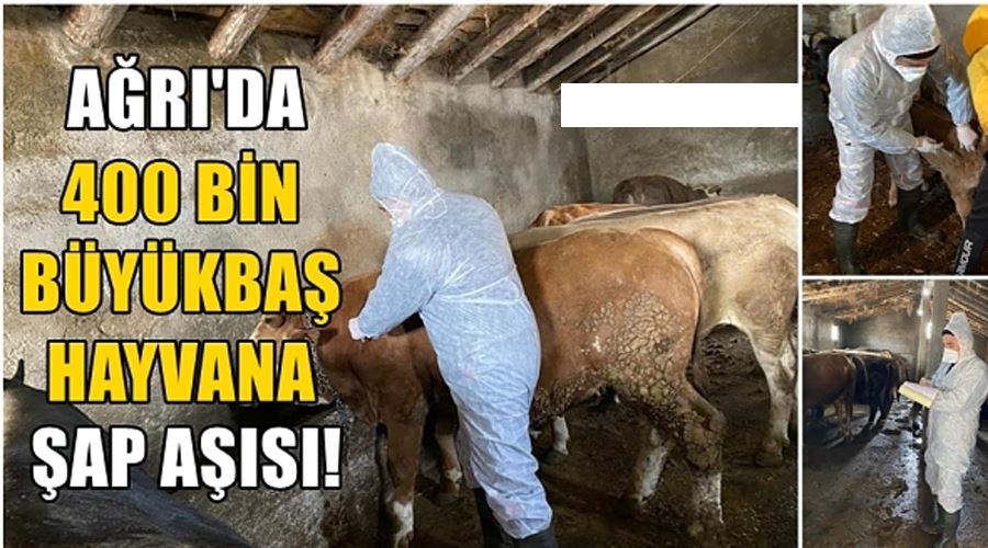 Ağrı’da Şap hastalığına karşı aşılama ve dezenfeksiyon çalışmaları başlatıldı