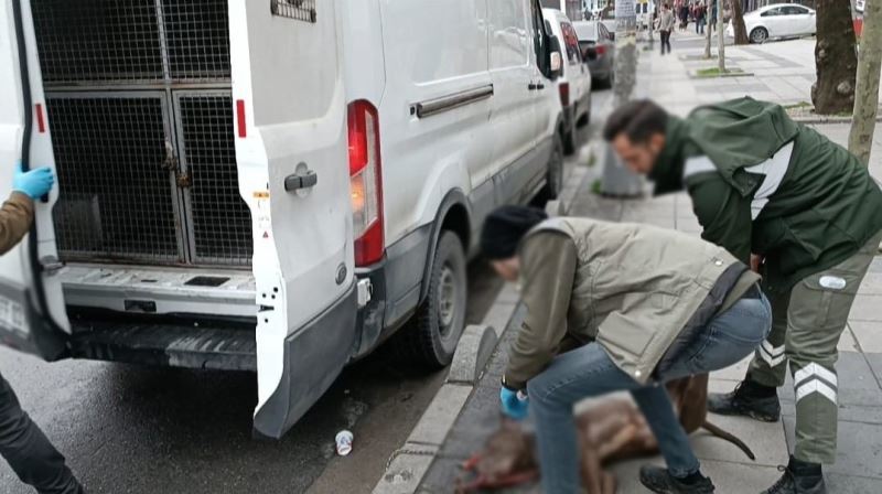 Küçük çocuğa saldıran pitpull cinsi köpeğin sahibi gözaltına alındı

