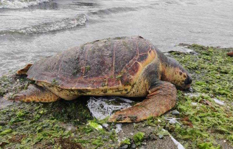 Ölü caretta caretta Altınova sahilinde kıyıya vurdu
