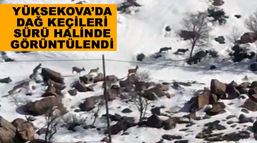 Yüksekova’da dağ keçileri sürü halinde görüntülendi