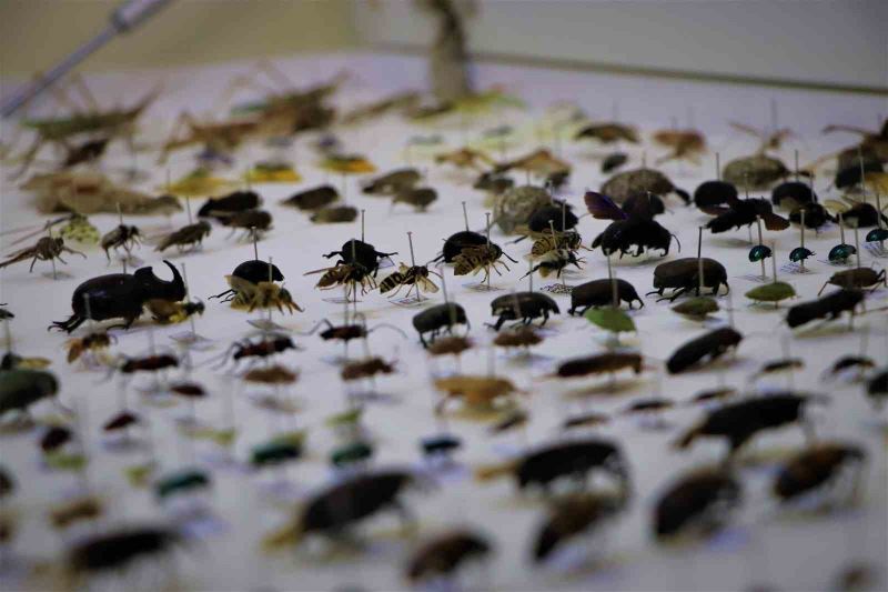 10 yılda topladıkları 200 bin böceği müzede sergilemek istiyorlar
