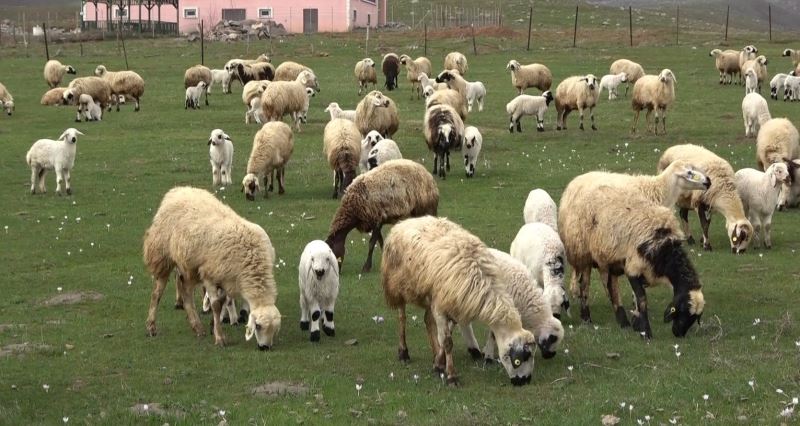 Muş Ovası kuzular ile şenlendi
