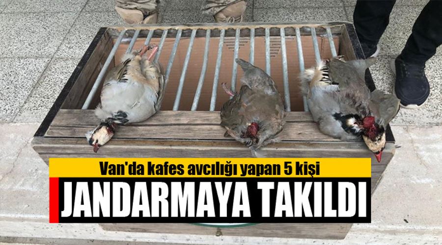 Van’da kafes avcılığı