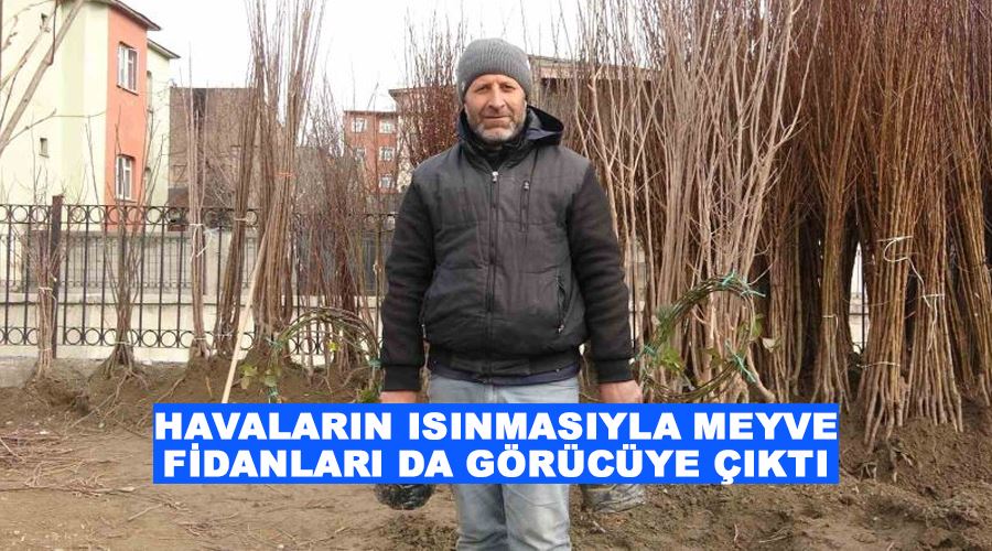 Havaların ısınmasıyla meyve fidanları da görücüye çıktı