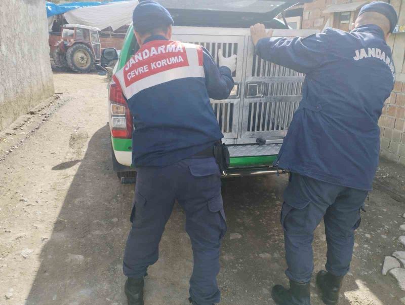 Tokat’ta yaralı yavru köpek tedavi altına alındı
