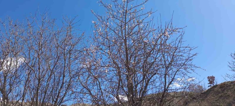 Kulp’ta badem ağaçları çiçek açtı
