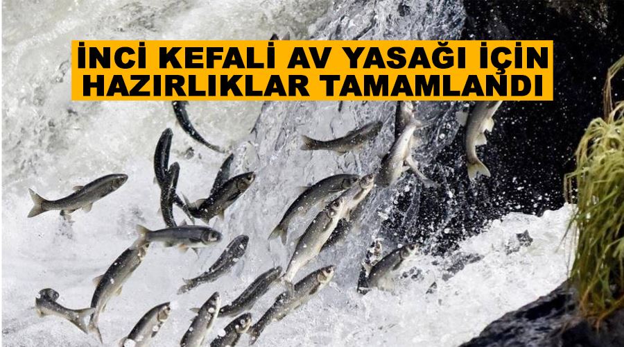 İnci kefali av yasağı için hazırlıklar tamamlandı