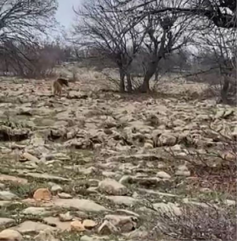 Tunceli’de boz ayı görüntülendi
