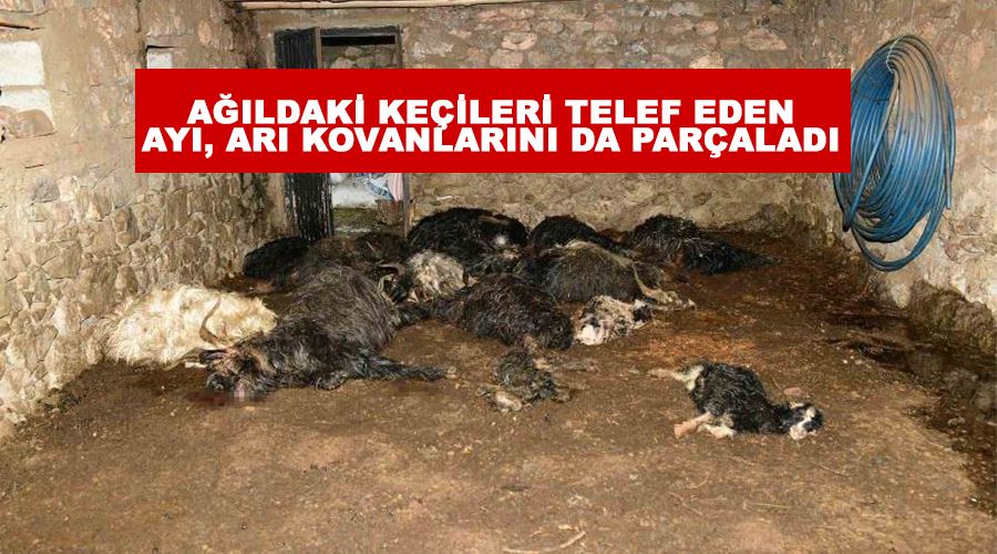 Ağıldaki keçileri telef eden ayı, arı kovanlarını da parçaladı