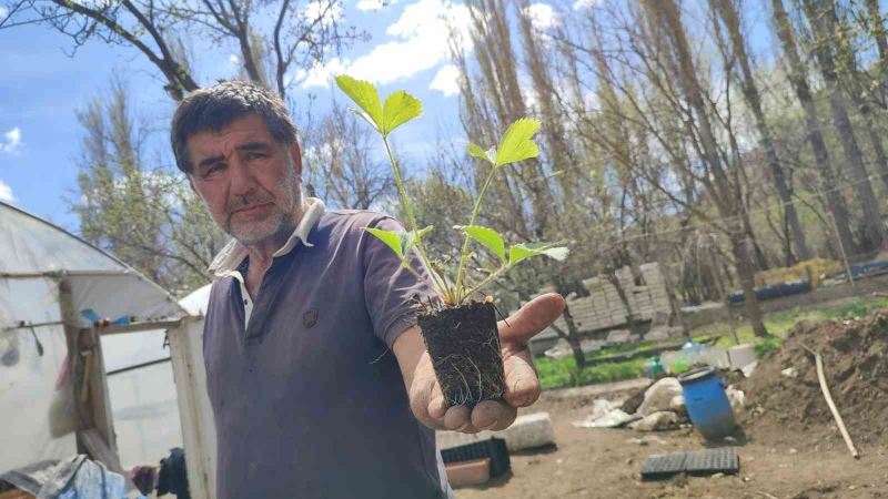 Bahçesinde 300 bin doğal fide üretip Türkiye’nin her yerine gönderiyor

