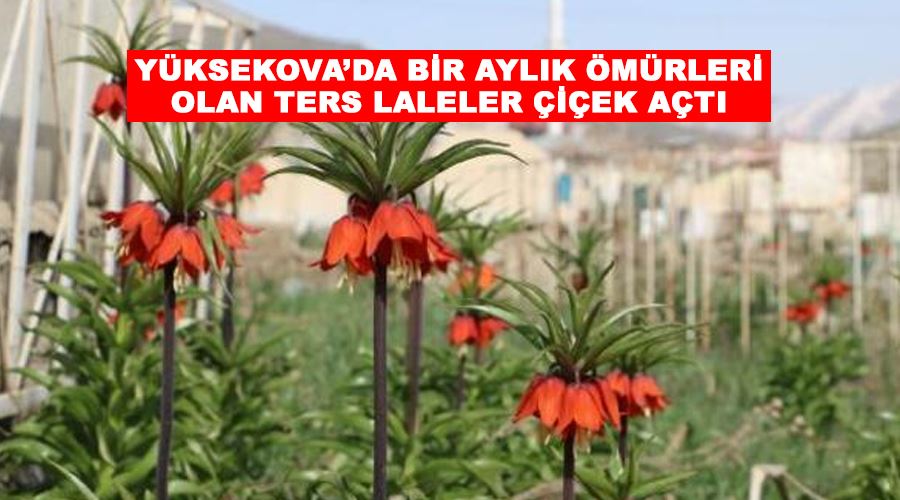 Yüksekova’da bir aylık ömürleri olan ters laleler çiçek açtı