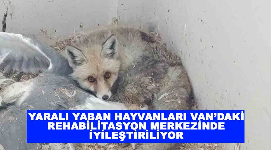 Yaralı yaban hayvanları Van’daki rehabilitasyon merkezinde iyileştiriliyor