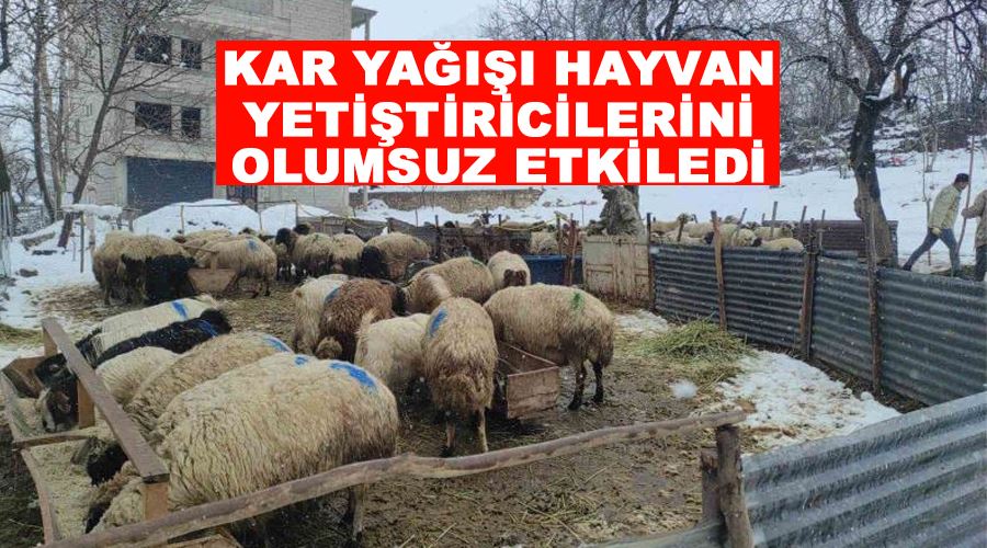 Kar yağışı hayvan yetiştiricilerini olumsuz etkiledi