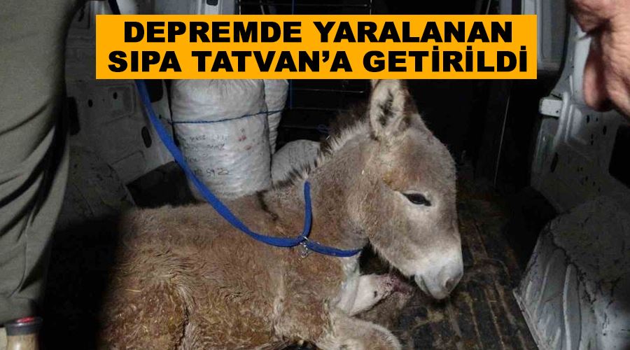 Depremde yaralanan sıpa Tatvan’a getirildi