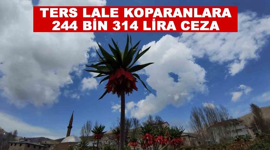 Ters lale koparanlara 244 bin 314 lira ceza