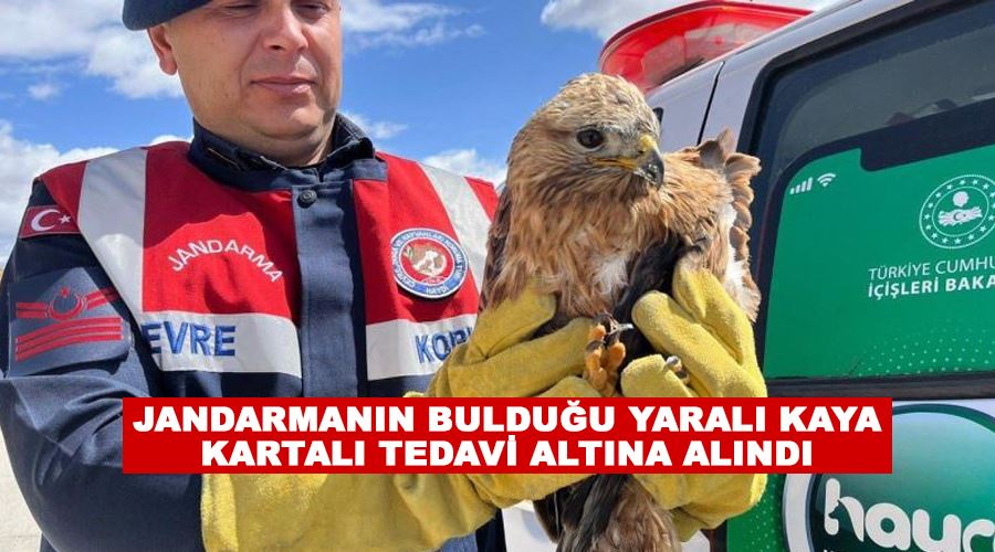 Jandarmanın bulduğu yaralı kaya kartalı tedavi altına alındı